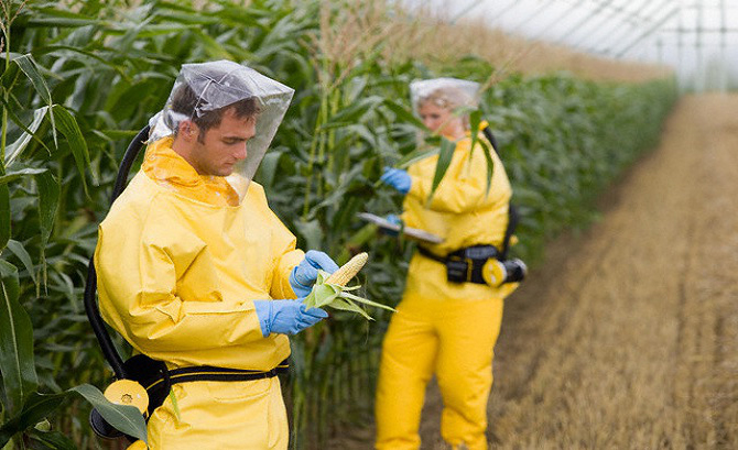 Researchers with Genetically Modified Corn